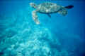 Photo 9. A Turtle at Honaunau Bay