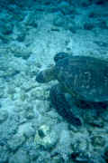 Photo 19. A Parting Turtle Picture from Kahaluu Beach Park.